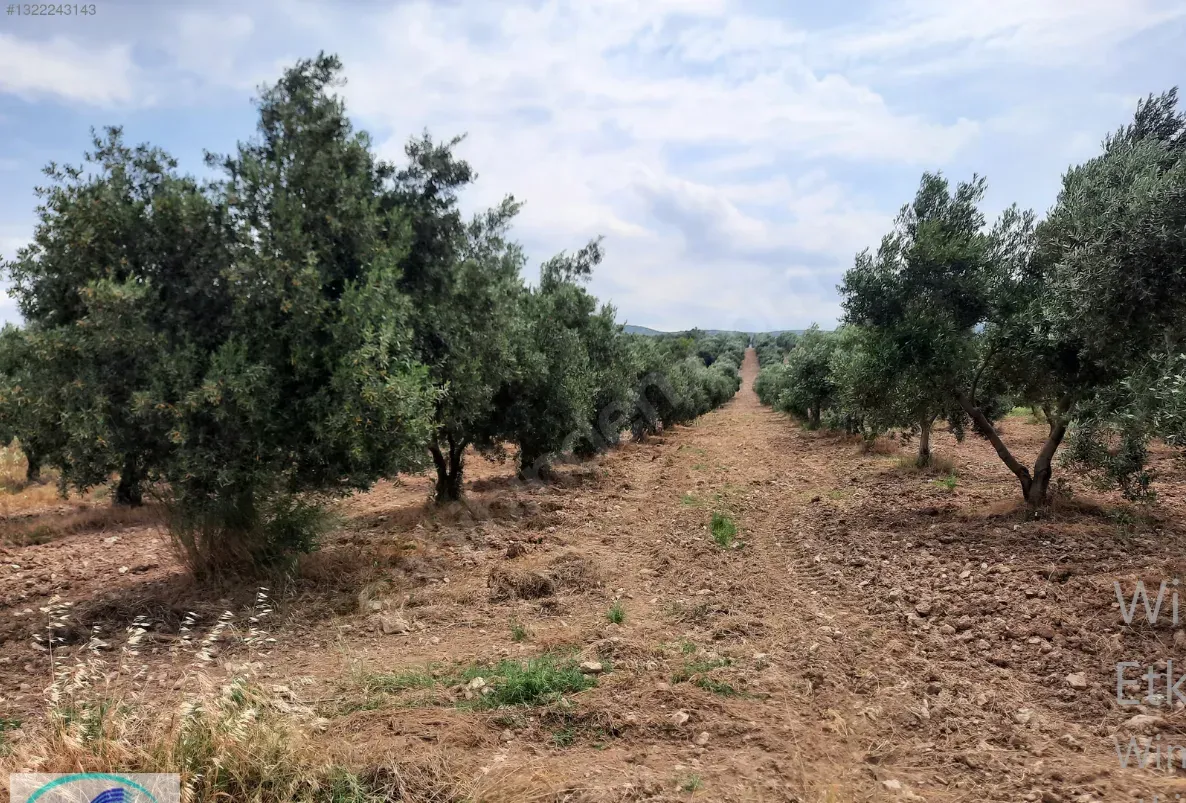 KENT GAYRİMENKUL DOĞAN YAPI'DAN YATIRIMA UYGUN TEK TAPU ZEYTİNLK - görsel 2