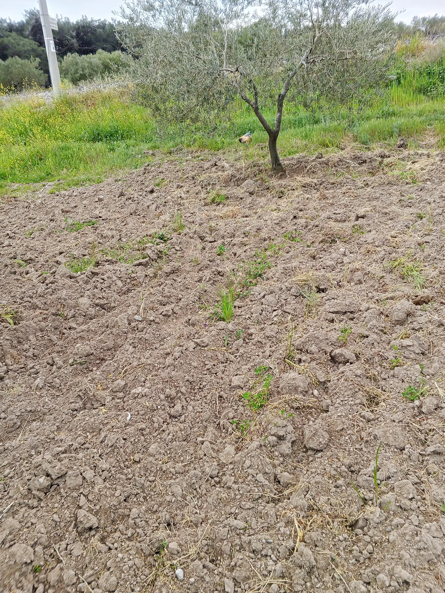 AKHİSAR GÜRBÜZ EMLAK TAN SÜLEYMANLI MAHALLESİ YOLA SIFIR MÜSTAKİL PARSEL 2100 M2 SATILIK ZEYTİNLİK - görsel 2